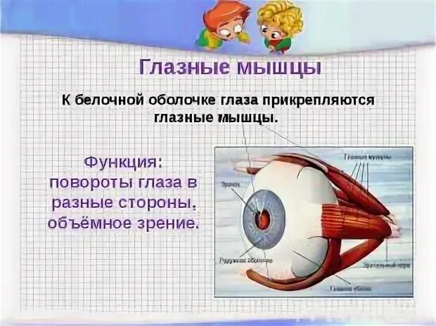 Функцию выполняет 1 белочная