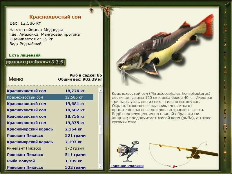 Русская рыбалка 3 сом. Русская рыбалка сом. Краснохвостый сом вес. Реальная рыбалка сом.