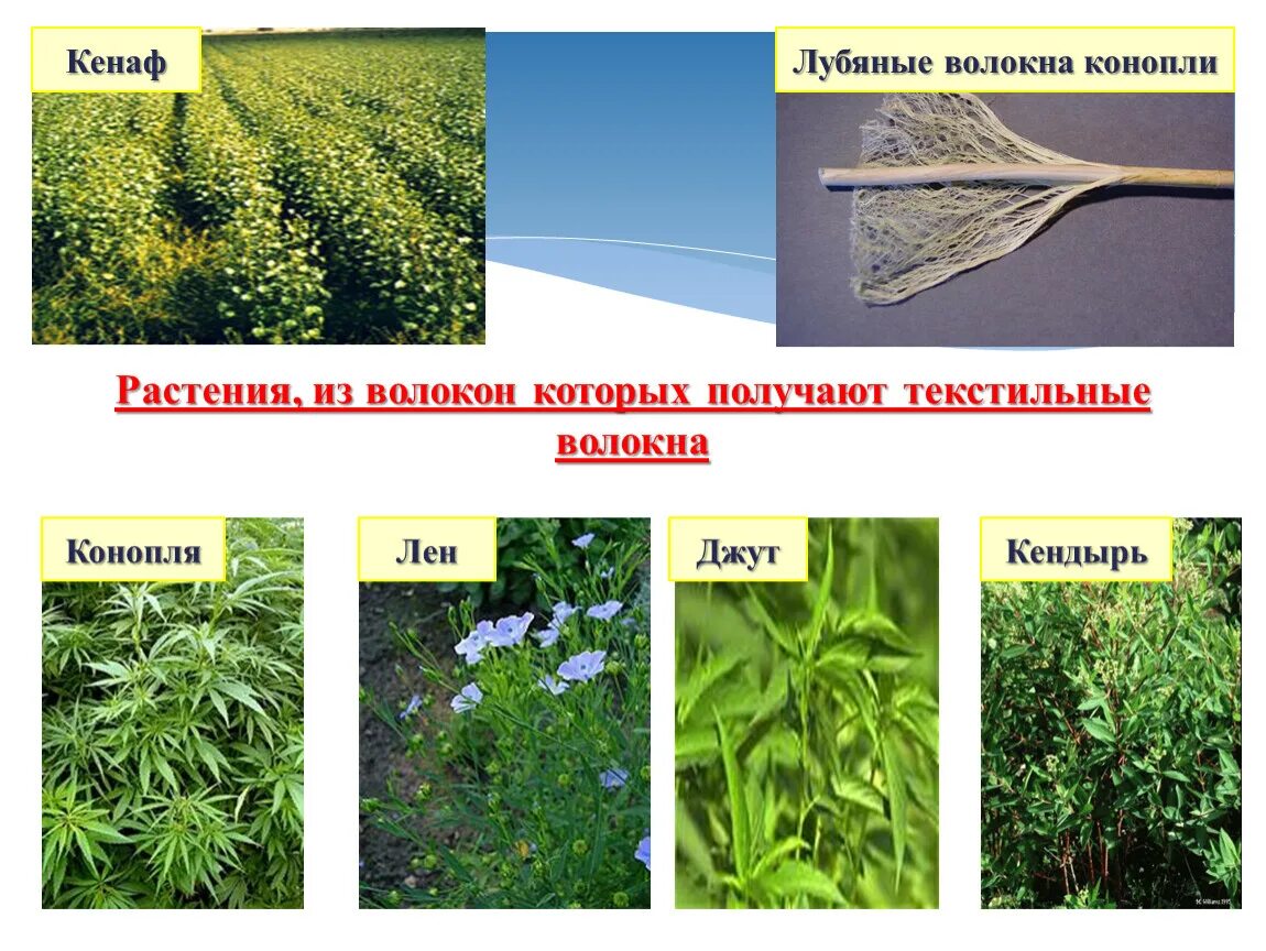 Семенные растения ткани. Растение из которых получают ткань. Растения из которых получают текстильные материалы. Волокнистые растения. Натуральные ткани растительного происхождения.