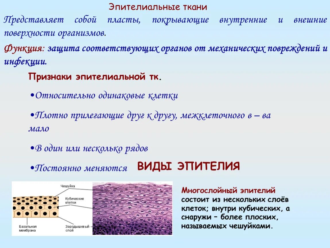 Строение ткани эпителиальной ткани. Строение функции признаки тканей. Признаки эпителиальной ткани. Структура ткани.