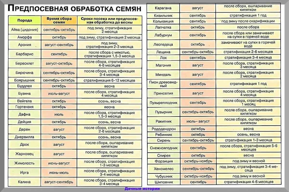 Как стратифицировать семена. Сроки стратификации семян таблица. Стратификация семян список растений. Стратификация это в биологии. Стратификация овощных семян.