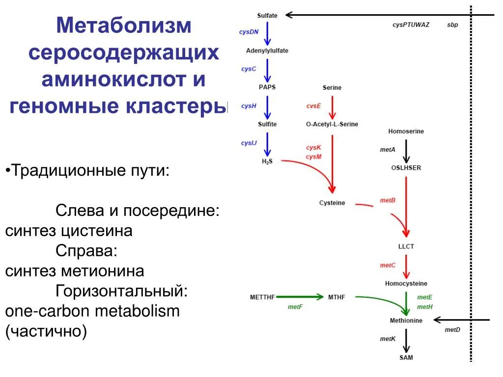 Общие пути метаболизма аминокислот. Метаболизм серосодержащих аминокислот. Метионин Синтез цистеина. Схема метаболизма метионина. Синтез цистеина из метионина биохимия.