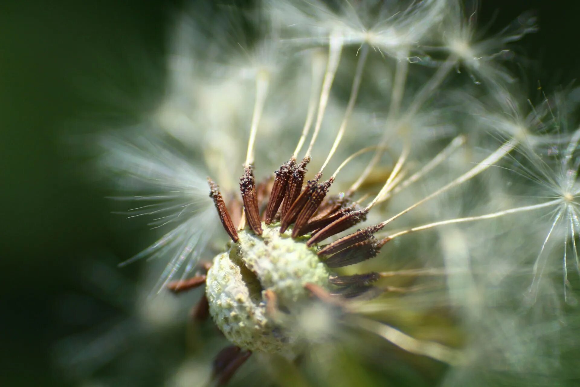 Семена одуванчиков геншин. Расположение одуванчиков в genshin impact. Данделион геншин. Унесенные цветы флоры genshin impact. Данделион геншин.