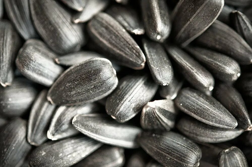 Семечки в стакане. Семечки ходжа. Семечки профиль. 100 гр очищенных семечек. 2 мм с буром усиленные hard-fix/wenzo.