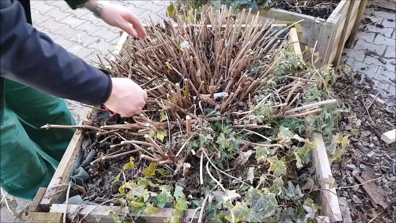 Выкапывают ли гортензию на зиму. Выкапывают ли гортензию на зиму