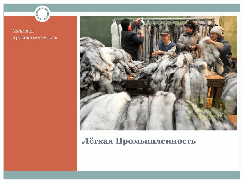 Меховая промышленность страны. Меховая промышленность. Меховаяая промышленность. Легкая меховая промышленность презентация. Легкая промышленность меховая.