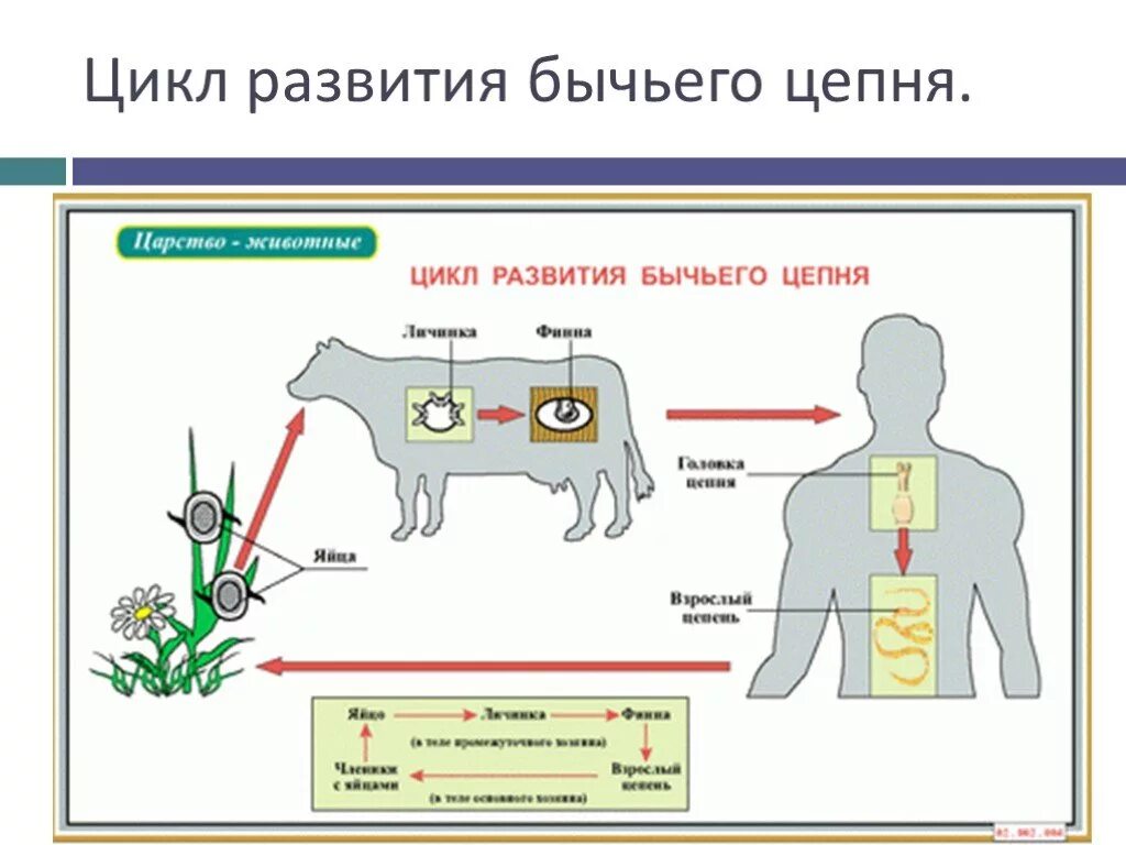 Жизненный цикл бычьего цепня начиная с яиц