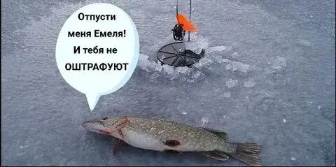 Запрет на ловлю щуки в 2024