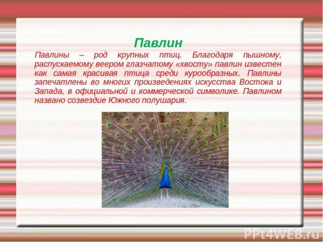 Рассказ о Павлине. Павлин доклад. Информация о Павлине для детей. Интересные факты о павлинах. Много произведений среди них