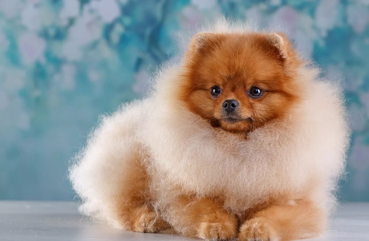 красивые пушистые собаки. красивые пушистые собаки. померанский шпиц гладкошерстный. пиренейский шпиц порода. красивые пушистые собаки.