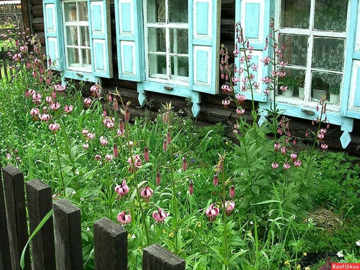 Цветов на бабушкина. Сибирский палисадник. Суздаль огороды палисадники. Палисадник возле дома в деревне. Палисадник в России в деревне.