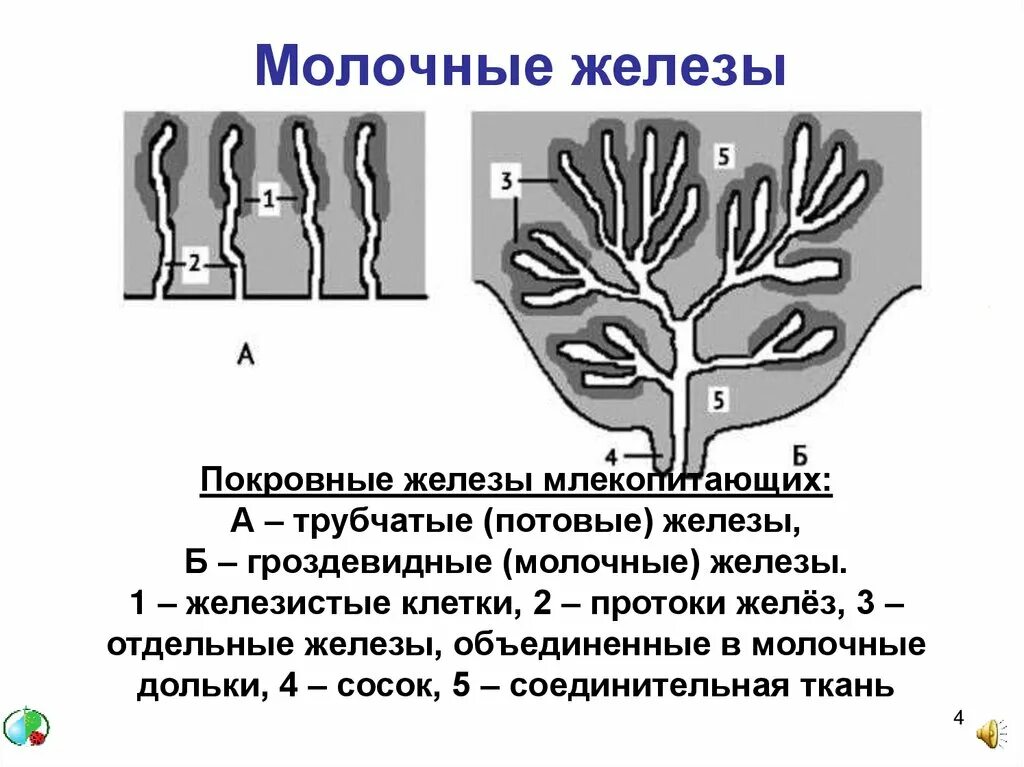 Млечные железы функции. Железы млекопитающих схема. Молочные железы млекопитающих. Млекопитающие железы строение. Млечные железы млекопитающих строение.