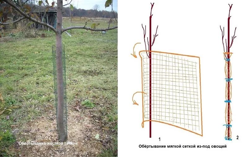 Яблоня защита. Сетка для деревьев от грызунов. Сетка для деревьев от грызунов на зиму. Защитная сетка для яблони. Защита яблонь от грызунов.