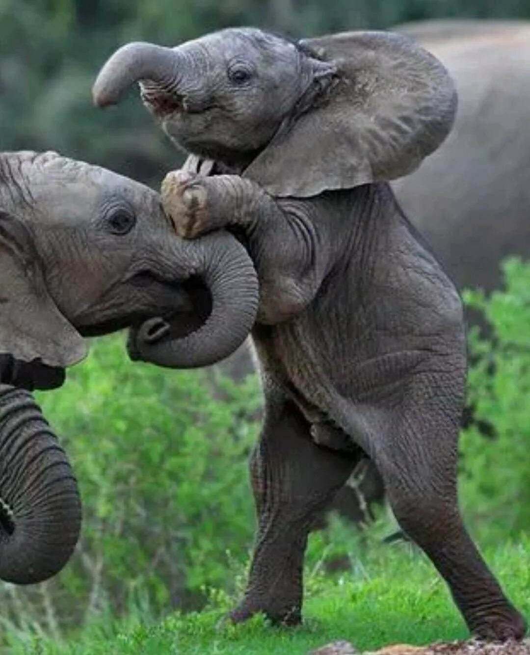 Милый слоник. Слон слониха Слоник слонёнок слонёнок. Слон слониха Слончик слониночка слонёнок. Слон-Слоненок-Слонята. Маленький Слоненок.