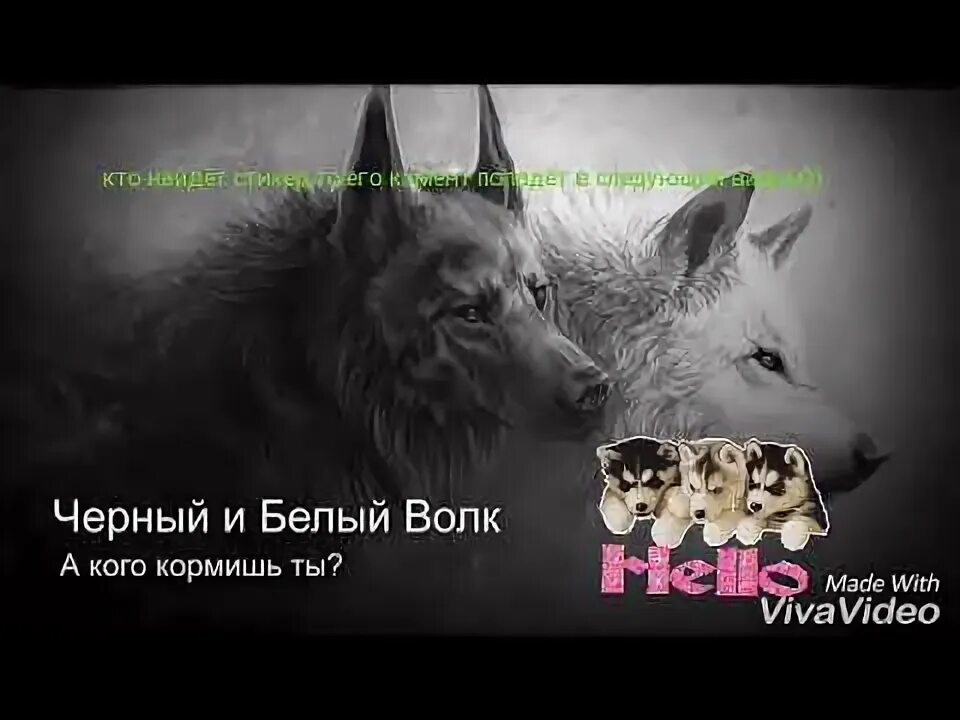 Руви слушать. Два волка черный и белый. Картинки на рабочий стол волки. Черный белый волк песня. Черный белый волк песня.
