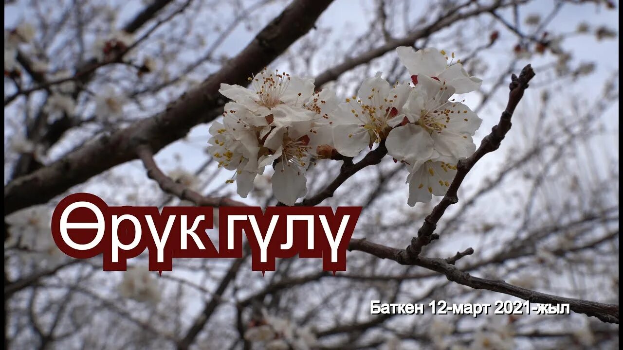 Орук шербет. Ак орук. Урюк субхони. Метод орук. Самара каримова ырлары.
