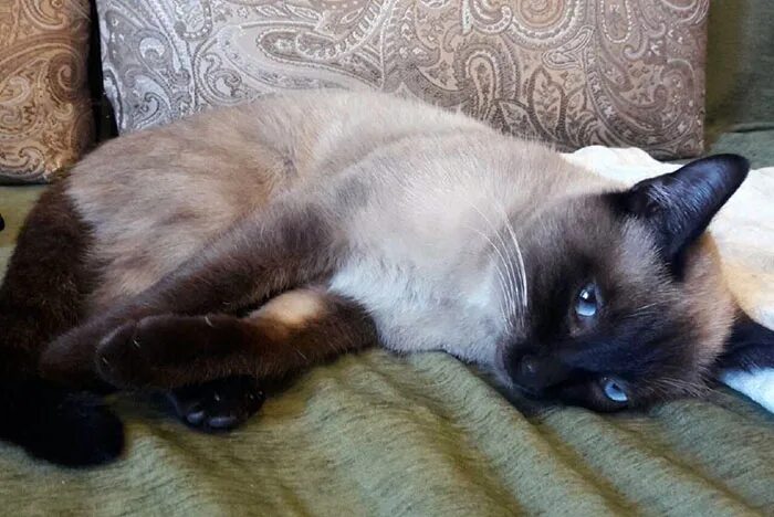 Кошка сиамская в добрые руки. Самая красивая кошка нижнего новгорода. Котенок вася ищет дом. Маленькие котята в хорошие руки. Отдаются породистые котята.
