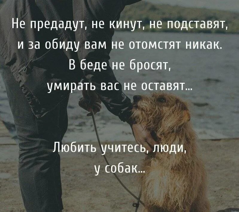 Про верность собак