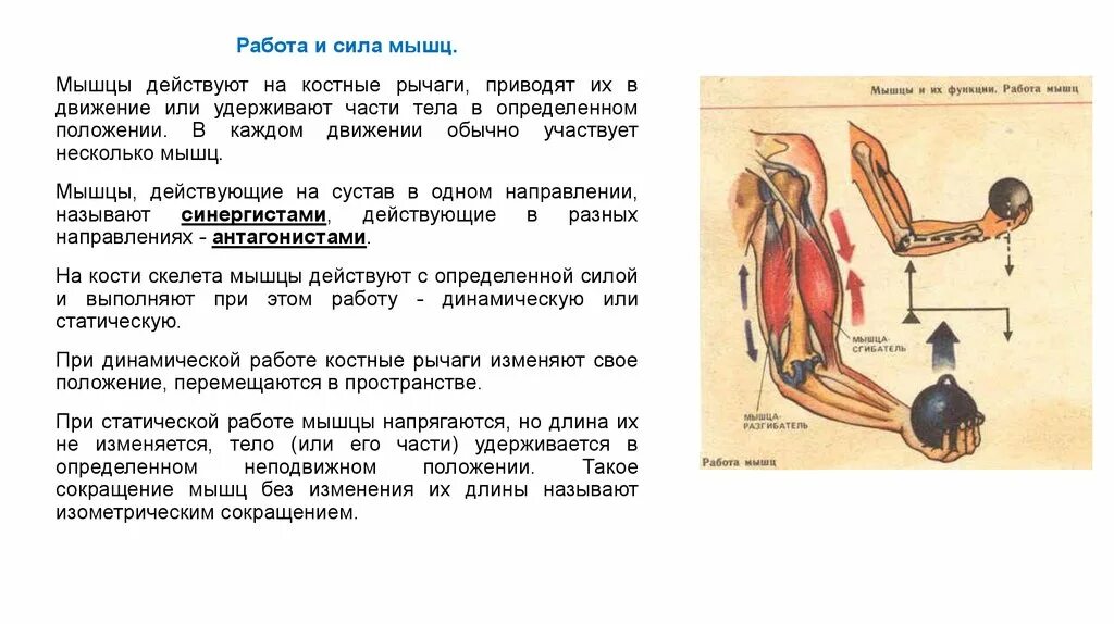 Основные работы мышц. Рычаги мышц анатомия. Сила мышц физиология кратко. Работа и сила мышц анатомия. Физиология мышц. Мышечный тонус. Утомление мышц.