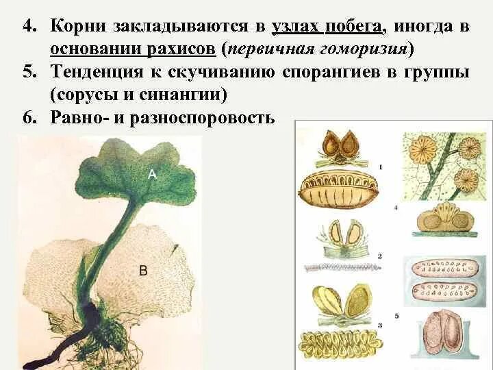 К какому классу относят растение коробочка спорангий. Синангии спорангиев. Вторичная ГОМОРИЗИЯ. К какому классу относится растение коробочка. К какому классу относят коробочка спорангий