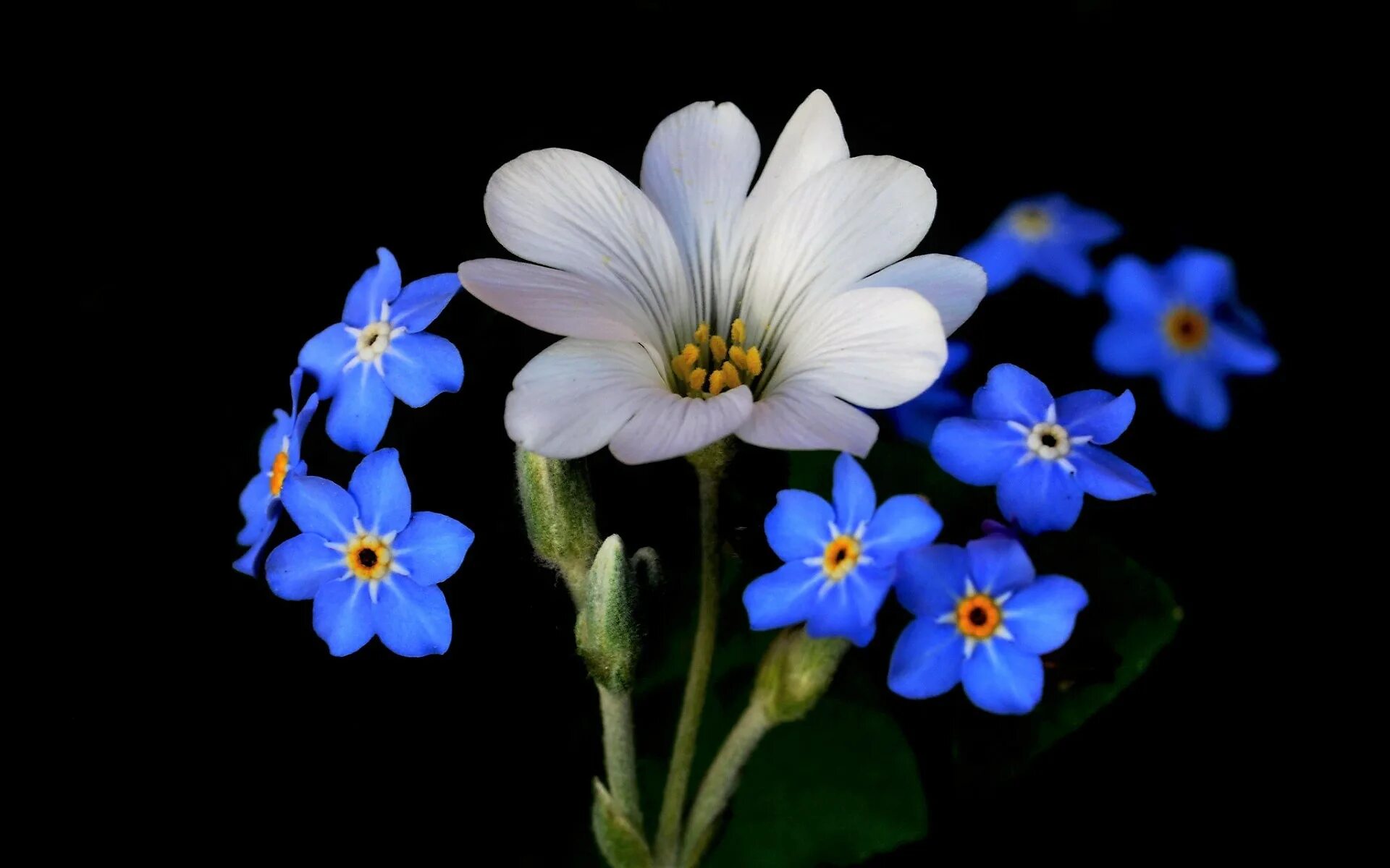 Незабудка цветок белая. Синие цветы. Цветы на черном фоне. Незабудки на темном фоне.