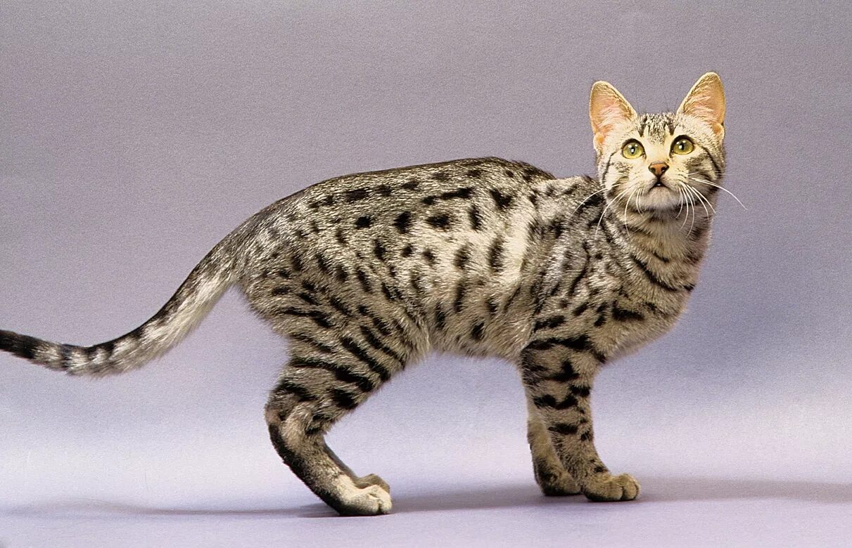 Как выглядят кошки породы. Египетская МАУ кошка. Порода Египетская МАУ. Египетская МАУ котята. Египетская кошка Мем.