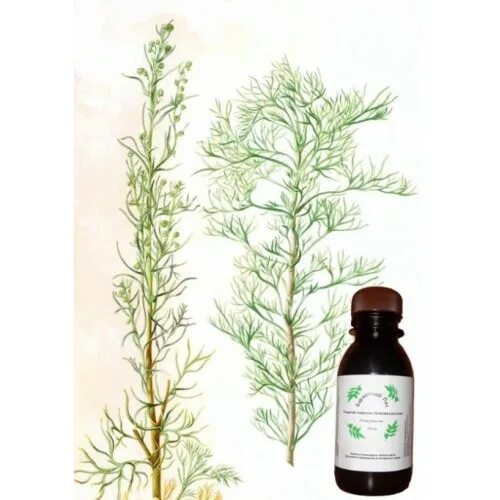 Травы фармацвет полный ассортимент каталог. Салфетки цвета полынь. Полынь обыкновенная. Полынь новосибирск. Каталог полынь новосибирск женская.