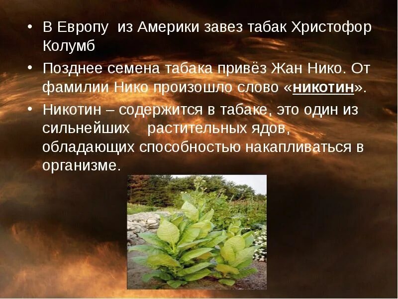 Какие культурные растения были завезены в европу. Растения завезенные с америки. растения которые были завезены из америки в европу. никотин растение.