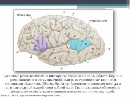 Институт нейропсихологии