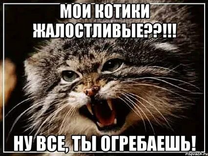 Ты похож на кота мои глаза