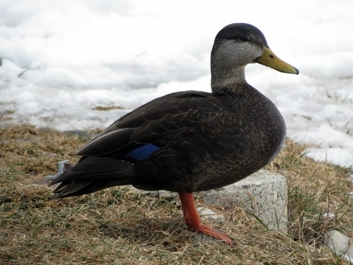 утиный сбор. утка на земле. дикая утка кряква черные. селезень. селезень утки кряквы.