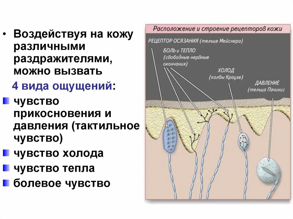 Рецепторы осязания. Осязание строение. Орган осязания (рецепторы кожи).. Типы рецепторов осязания. Какие рецепторы участвуют в осязании