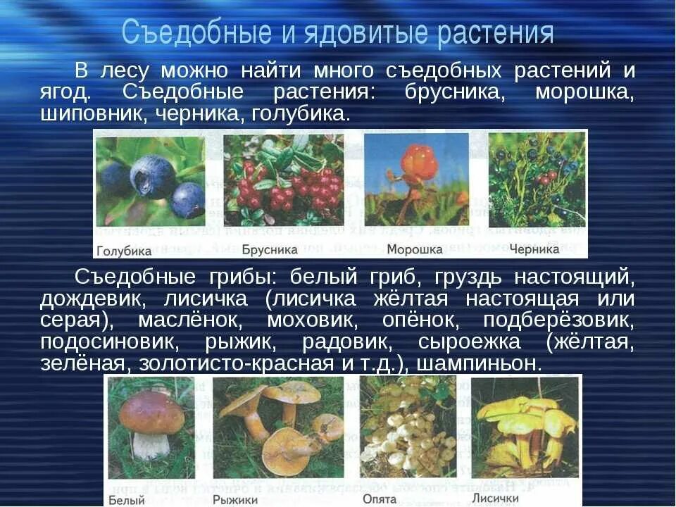 Съедобные дикорастущие растения. Съедобные растения и несъедобные растения. Съдобные и не съдобные ягоды и грибы. Съедобные и ядовитые растения.