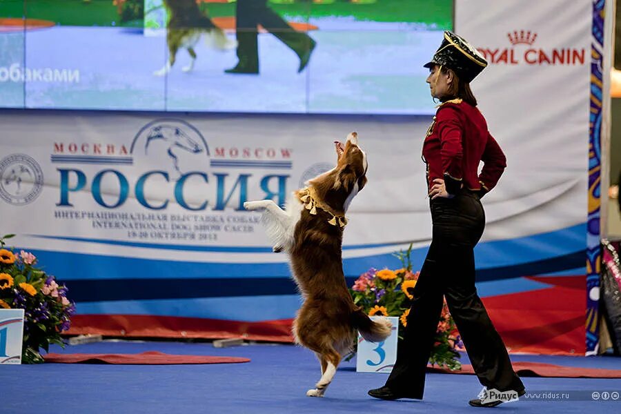 Выставка собак Россия. Всемирная выставка собак в Москве. ЗООКУРЬЕР выставки собак в Санкт-Петербурге.