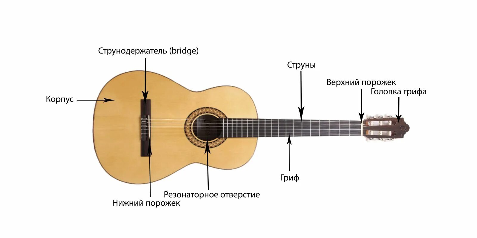 Какие гитары лучше звучат. Гитара классическая строение внутри модель мс6502. Строение гитары акустической. Классическая и акустическая гитара. Строение гитары классической.