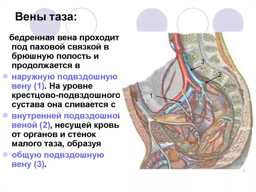 Венозные сплетения таза. Наружная и внутренняя подвздошная Вена. Наружная подвздошная Вена анатомия. Вены малого таза анатомия. Кровообращение малого таза у женщин