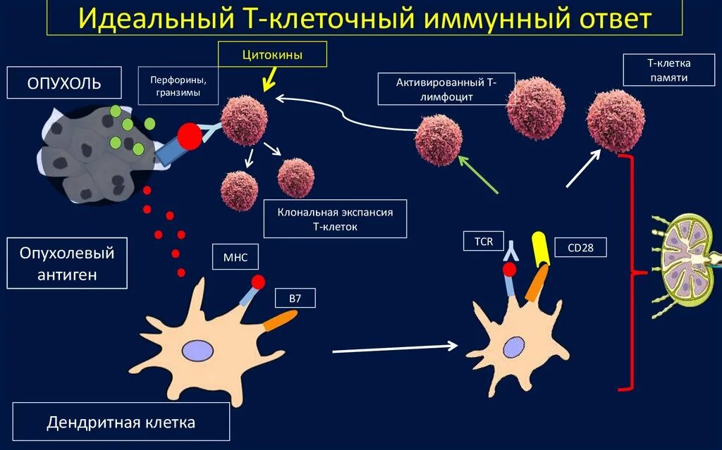 Клетки иммунной системы т и в лимфоциты. NK-клетки ответ клеток иммунологической памяти. Т лимфоциты клеточный иммунитет. Т-лимфоциты иммунной системы схема. Регуляторные т клетки