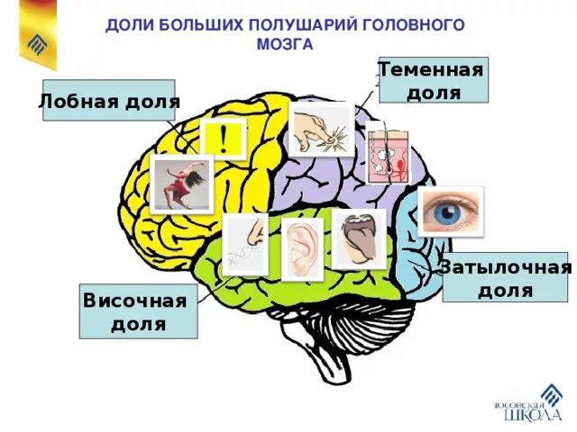 Функции теменной доли головного мозга. Задние доли мозга