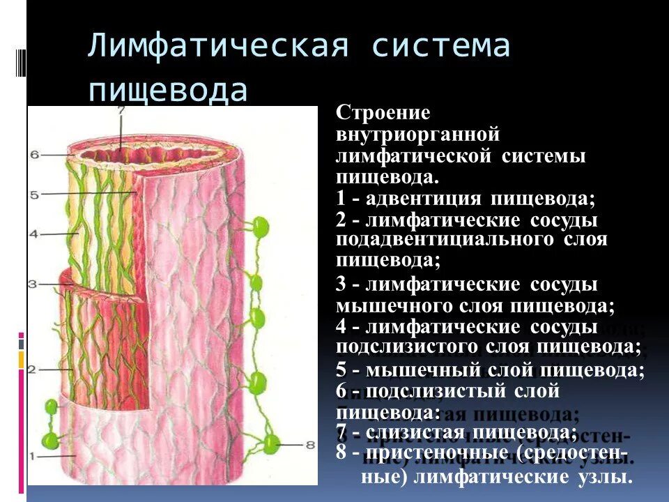 Стенка пищевода образована двумя слоями. Строение пищевода вид спереди. Стенки пищевода. Строение стенки пищевода слои. Строение стенки пищевода.