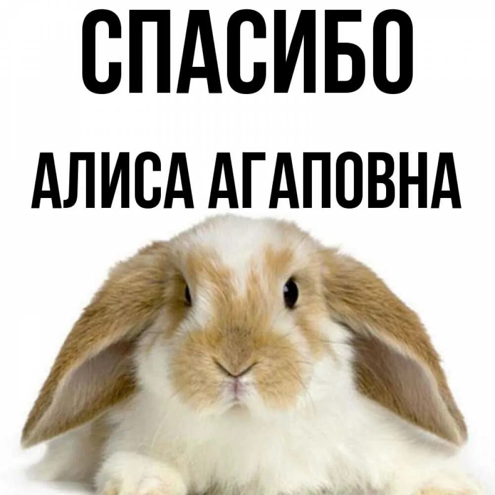 Благодарю алис. Спасибо алиса. спасибо тебе алиса. спасибо заяц. спасибо алиса пока.