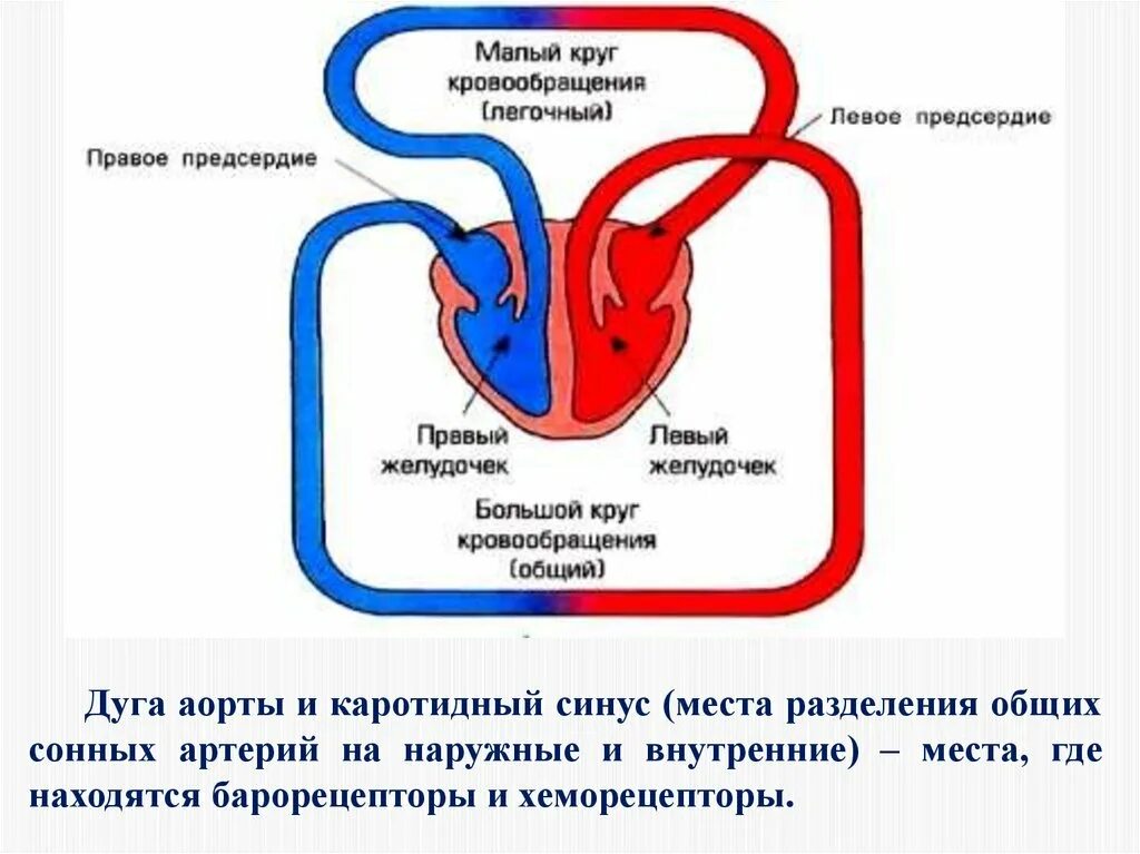 Заканчивается в правом предсердии. Схема малый круг кровообращения легко. Малый круг кровообращения легкая схема. Схема большого и малого круга кровообращения. Малый легочный круг кровообращения схема.