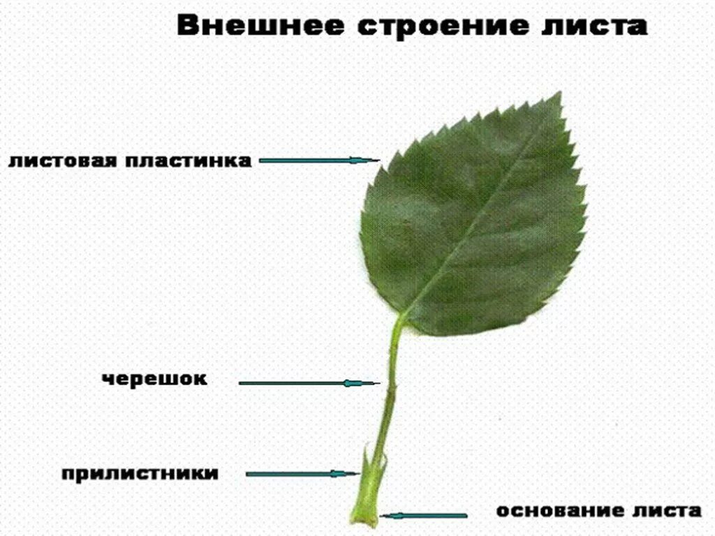 Строения листьев цветковых растений