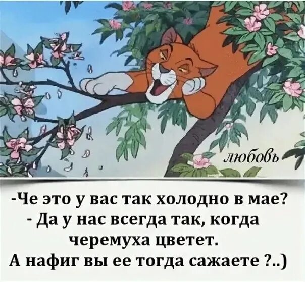 Я так хочу вернуться в май. У нас всегда холодно когда черемуха цветет. что это у вас так холодно в мае. всегда так холодно, когда черемуха цветет. у вас всегда так холодно в мае.