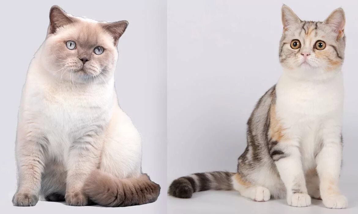 Шотландская британская разница. Порода кошек британский шотландец. Порода кошек британка и шотландка. Шотландская вислоухая кошка породы кошек. Британская и Шотландская кошка отличия.
