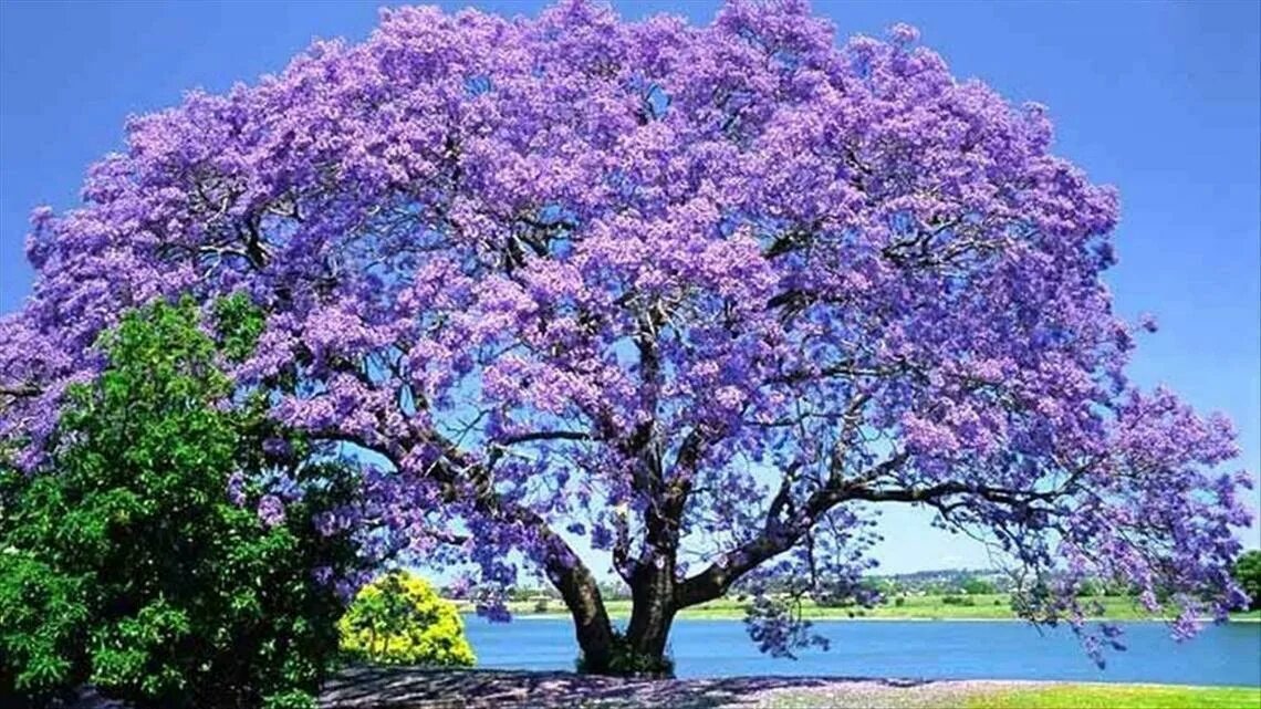 Pin de Firuzan Irmak en TREES AĞAÇLAR Tomentosa, Arbustos, Arboles