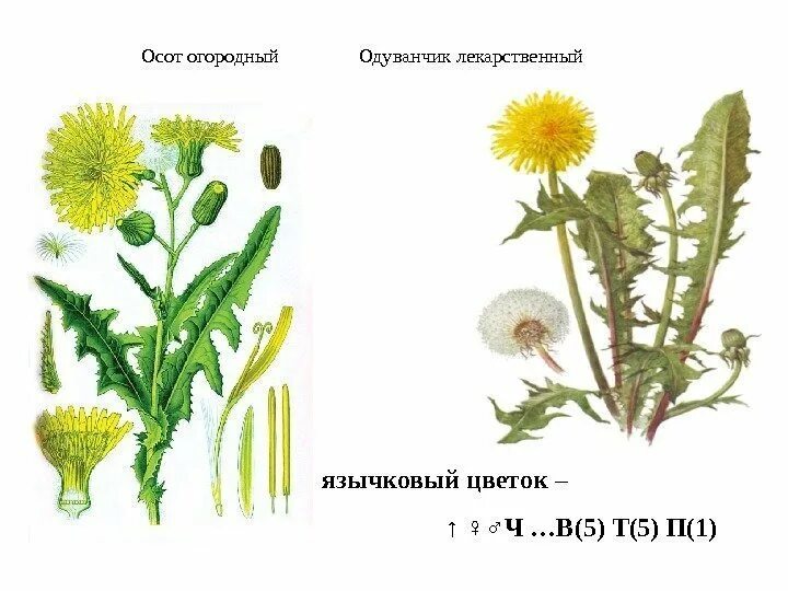 Бодяк полевой (осот). Осот полевой стебель. Осот огородный и полевой различия. Осот желтый полевой.