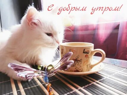 Милое видео доброе утро