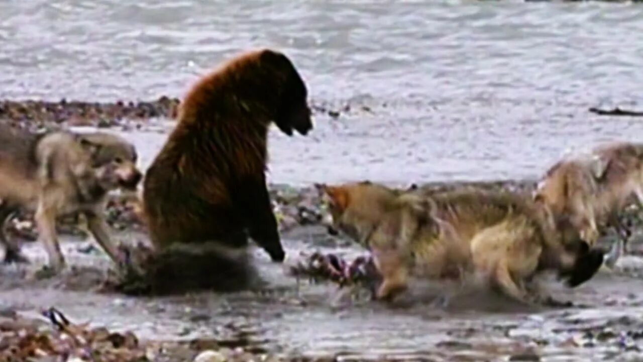 Волк против медведя. Медведь Гризли против Волков. Стая Волков против медведя. Медведь Гризли против тигра.