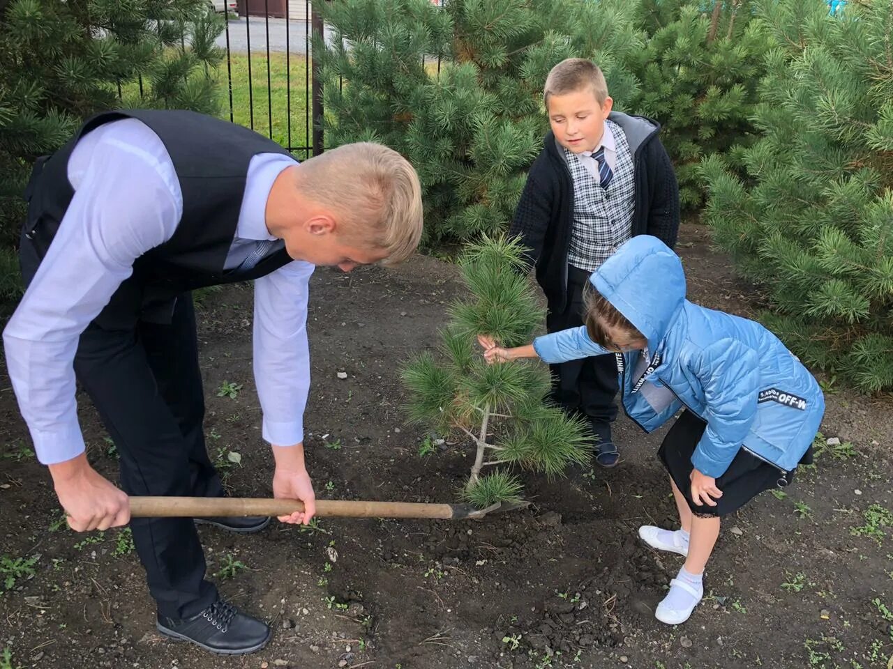 Посади дерево область. Дерево школа. Высадка деревьев у школы. Школьники высаживают деревья. Садят деревья.