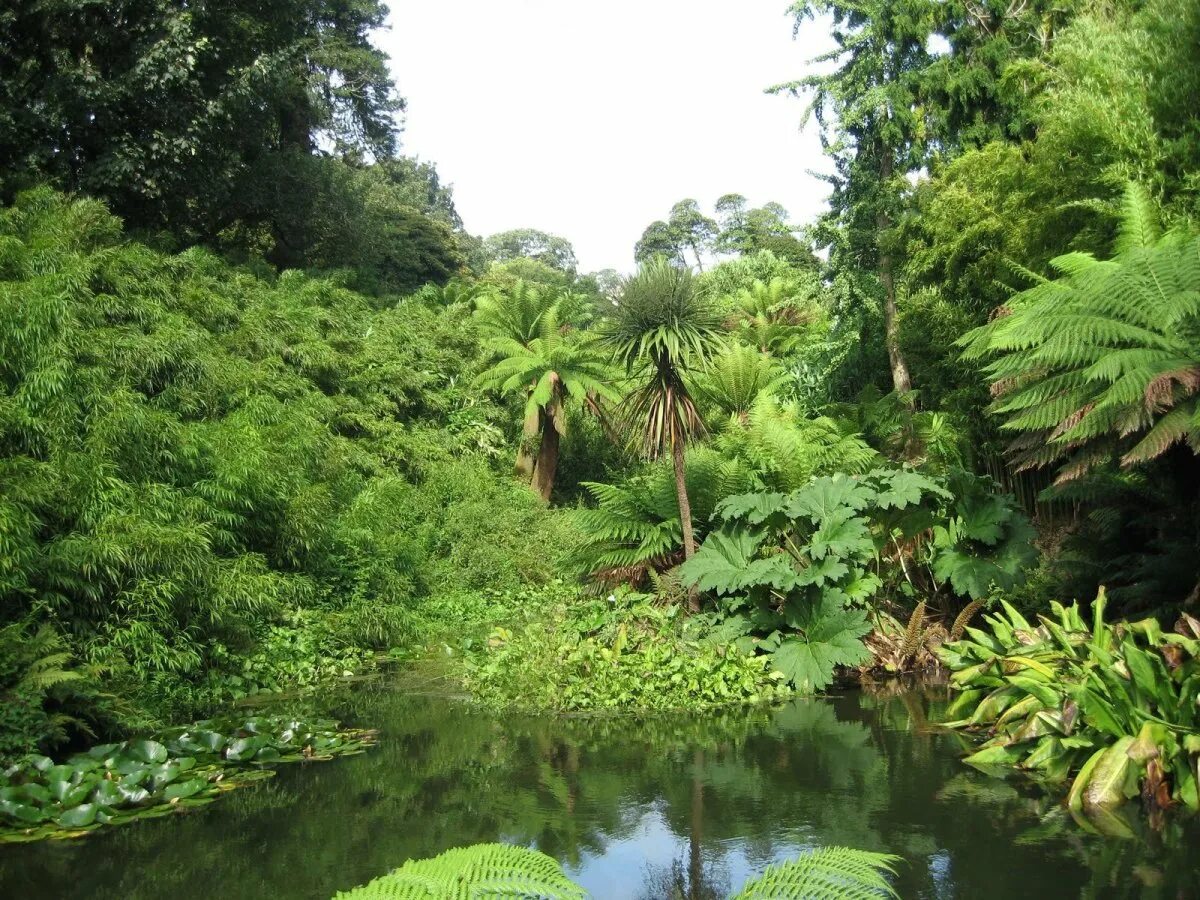 Эль юнке пуэрто-рико. Амазонский лес южной америки. Тропикал рейнфорест. Коста рика заповедник монтеверде. Джунгли африки африки.